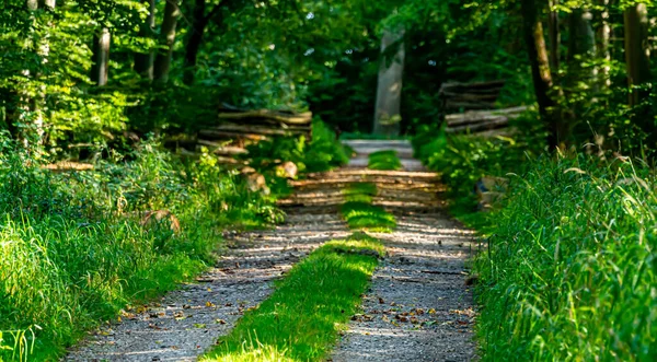 Old Dirt Road Leading Dense Green Forest High Quality Photo — Stock Photo, Image