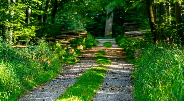 Viejo Camino Tierra Que Conduce Denso Bosque Verde Foto Alta — Foto de Stock