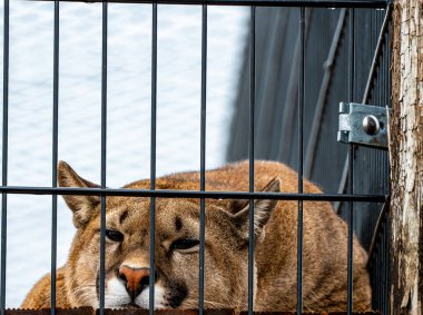 Büyük bir dağ aslanı ya da puma kafeste dinleniyor. - Evet. Yüksek kalite fotoğraf