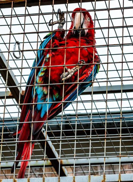 Mřížích Klece Seděl Uvězněný Papoušek Papoušek Rudý Macaw Ara Díval — Stock fotografie