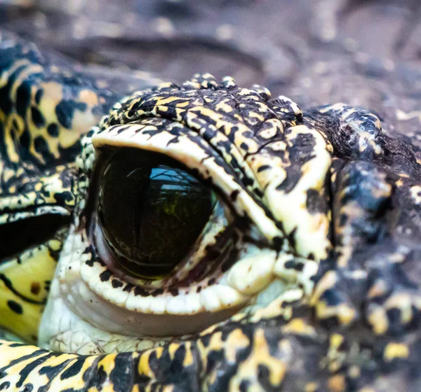 Großaufnahme Des Offenen Auges Eines Alligatorkrokodils Hochwertiges Foto — Stockfoto