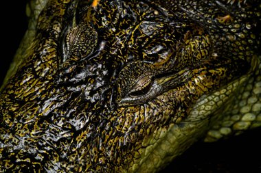 Büyük bir dağ aslanı ya da puma kafeste dinleniyor. - Evet. Yüksek kalite fotoğraf