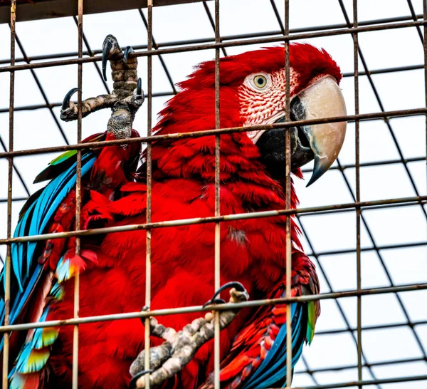 Uwięziona Czerwona Papuga Macaw Ara Siedzi Kratkach Swojej Klatki Patrzy — Zdjęcie stockowe