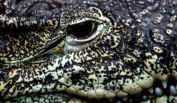 Großaufnahme Des Offenen Auges Eines Alligatorkrokodils Hochwertiges Foto — Stockfoto