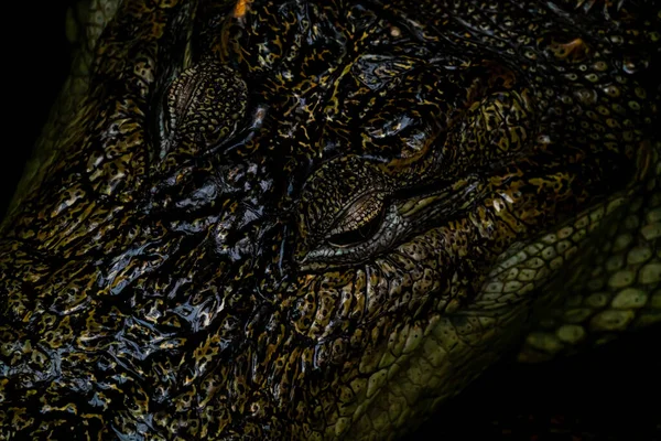 Kopf Eines Krokodils Auf Einem Anderen Krokodil Mit Schönem Hautmuster — Stockfoto