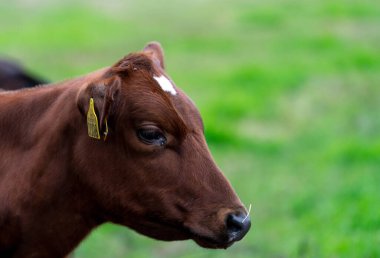Yeşil bir tarlada genç bir kahverengi buzağının başını yakın çekim. - Evet. Yüksek kalite fotoğraf