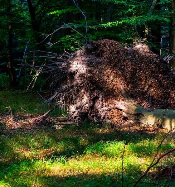 Árvore Maciça Floresta Arrancada Após Uma Violenta Tempestade Foto Alta — Fotografia de Stock