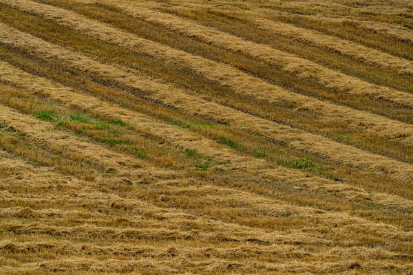 Linhas Feno Recentemente Cortado Campo Que Seca Sol Foto Alta — Fotografia de Stock