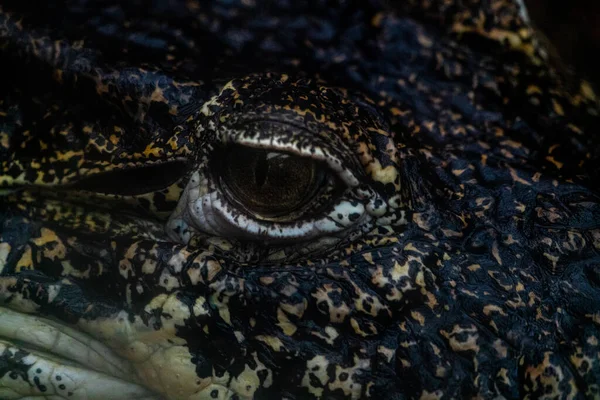 Großaufnahme Des Offenen Auges Eines Alligatorkrokodils Hochwertiges Foto — Stockfoto