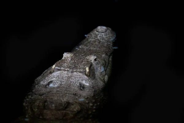 Kopf Eines Krokodils Auf Einem Anderen Krokodil Mit Schönem Hautmuster — Stockfoto