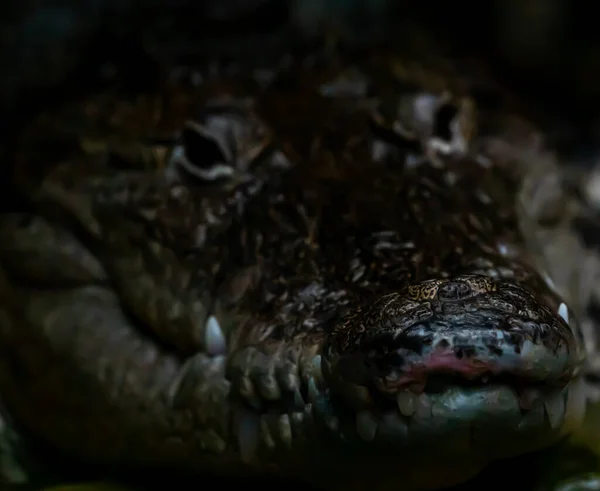 Kopf Eines Kaiman Alligators Isoliert Auf Einem Verschwommenen Schwarzen Hintergrund — Stockfoto