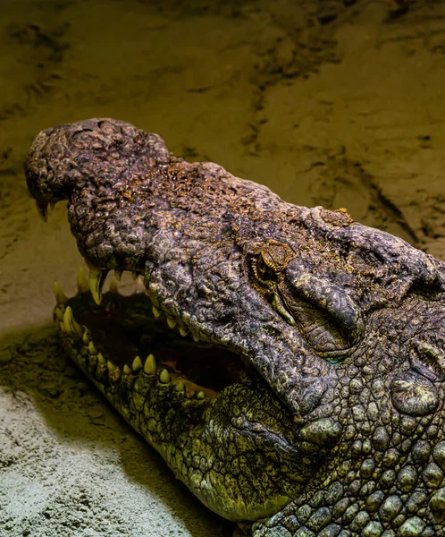 Голова Гигантского Нильского Крокодила Открытым Ртом Сверкает Большими Белыми Зубами — стоковое фото