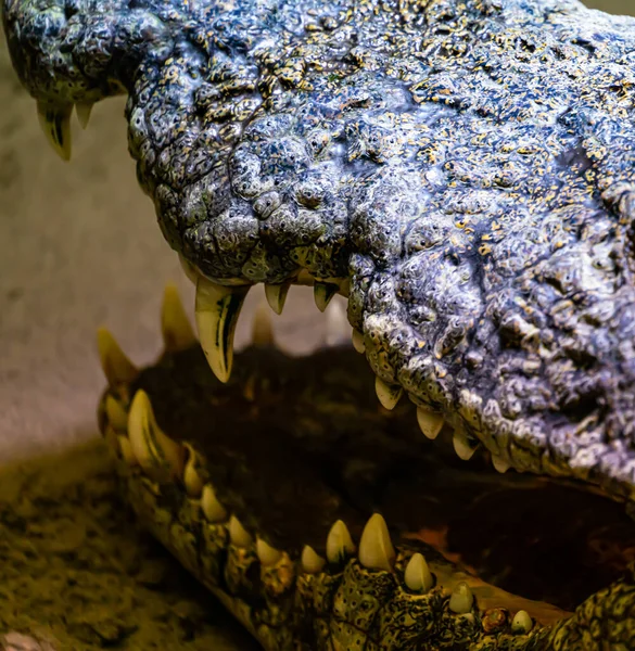 Close up of the mouth of a giant Nile crocodile with its mouth open flashing large white teeth. . High quality photo