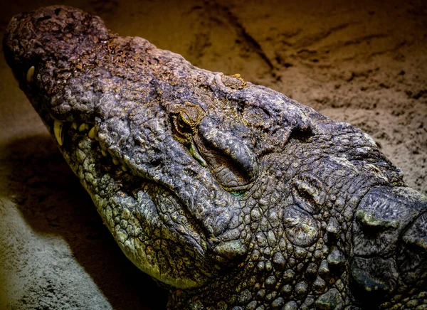 Голова Большого Крокодила Отдыхает Песке Закрывай Высокое Качество Фото — стоковое фото