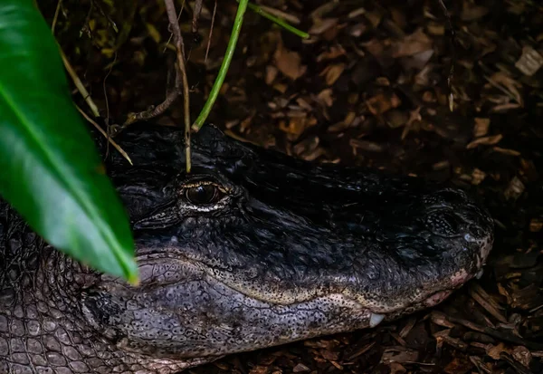 Kleines Alligatorkrokodil Ruht Bach Hochwertiges Foto — Stockfoto