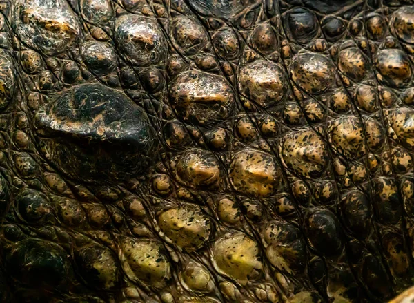 Rough Crocodile Skin Pattern Close High Quality Photo — Stock Photo, Image