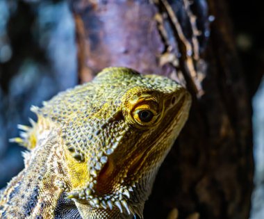 Güneşte dinlenen tropikal bir kertenkeleye yaklaş. - Evet. Yüksek kalite fotoğraf