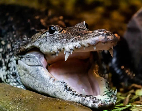 Маленький Кайманский Крокодил Отдыхает Воды Открытым Ртом Сверкая Смертельными Зубами — стоковое фото