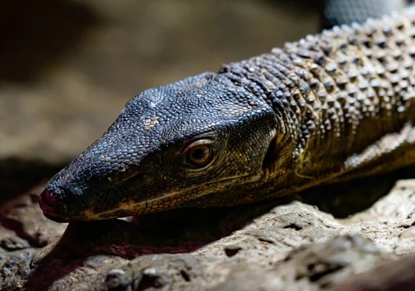 Lagarto Negro Cuello Rugoso Que Descansa Sobre Rocas Cálidas Foto — Foto de Stock