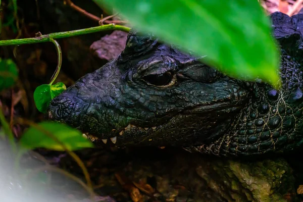 Kopf Eines Kaimanalligators Der Dunklen Flusswasser Ruht Hochwertiges Foto — Stockfoto