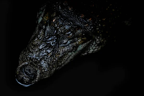 Crocodile head isolated on black background . High quality photo