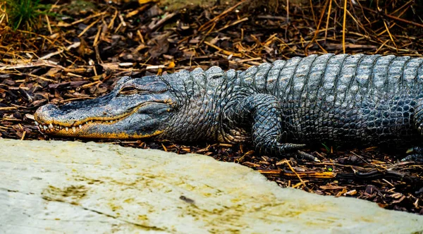 Маленький Крокодил Аллигатор Отдыхает Ручья Высокое Качество Фото — стоковое фото