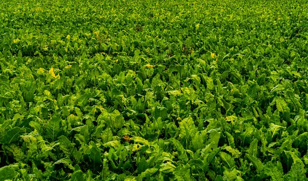 Plantas Beterraba Sacarina Campo Prontas Para Colheita — Fotografia de Stock