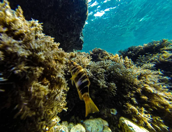 Wrasse Escondido Entre Las Algas Fondo Del Mar — Foto de Stock