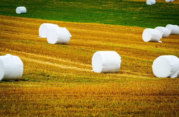 Hay bale silage wrapped in white plastic and sitting on a golden and green field. High quality photo