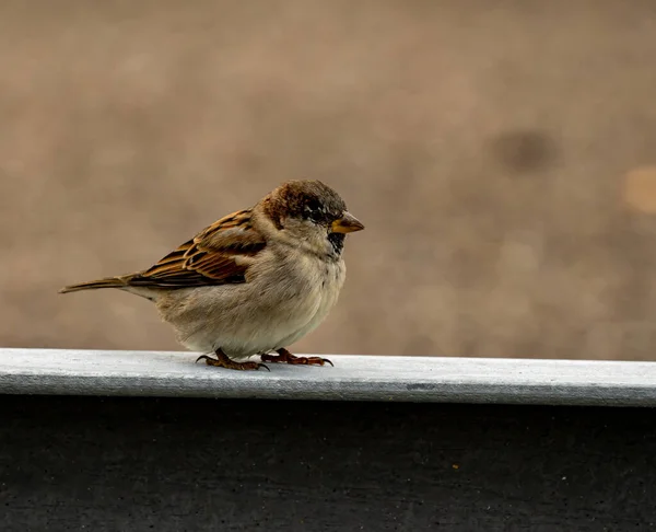 Moineau Domestique Commun Recherche Nourriture Fermer Photo Haute Qualité — Photo