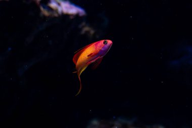 Mercan resifinde yay kuyruklu antiloplar. - Evet. Yüksek kalite fotoğraf