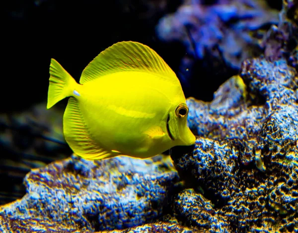 Cirujano Espiga Amarilla Peces Pastando Algas Arrecife Coral Foto Alta — Foto de Stock