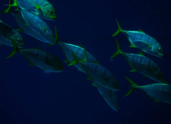 Grupo Caballa Grande Nadando Profundo Del Océano Cazando Peces Más — Foto de Stock