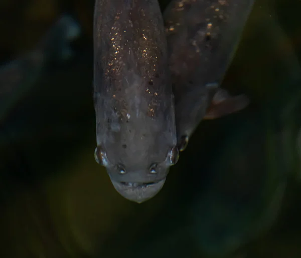 Cabeça Grande Peixe Piranha Espreita Sob Superfície Foto Alta Qualidade — Fotografia de Stock