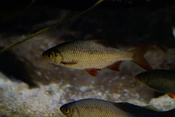 Большой Руль Пресной Водой Плавающий Дне Озера Высокое Качество Фото — стоковое фото