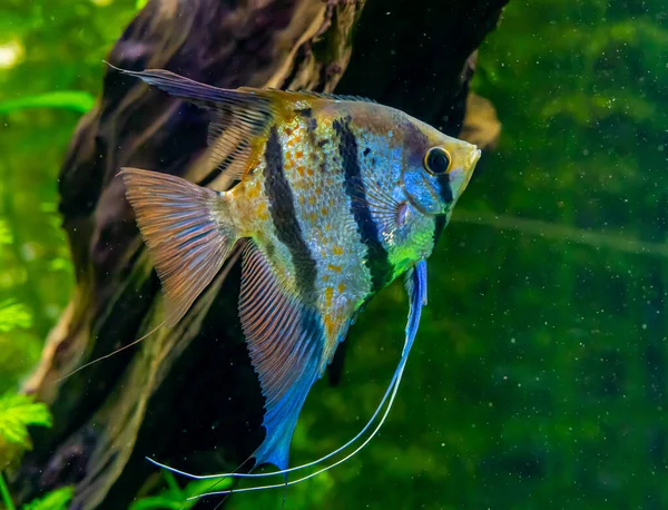 Pez Ángel Común Agua Dulce Selva Amazónica Una Pecera Foto — Foto de Stock