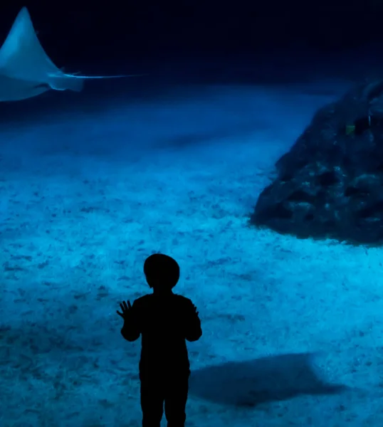 Silueta Niño Pie Junto Cristal Una Enorme Pecera Mar Mirando — Foto de Stock