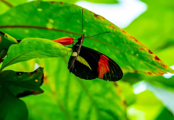 Borboleta Carteiro Descansando Uma Folha Verde Com Suas Asas Abertas — Fotografia de Stock