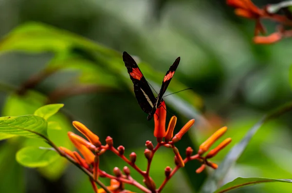 Постмен Метелик Спирається Червону Квітку Відкритими Крилами Високоякісна Фотографія — стокове фото