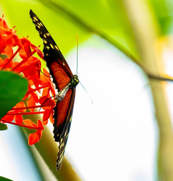 Borboleta Monarca Vermelha Descansando Sobre Uma Flor Vermelha Fecha Foto — Fotografia de Stock