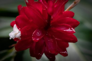 Yağmur ormanlarındaki bir ağaçta açan parlak kırmızı çiçek. - Evet. Yüksek kalite fotoğraf