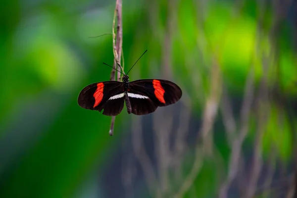Postbote Schmetterling Ruht Mit Weit Geöffneten Flügeln Auf Einem Ast — Stockfoto