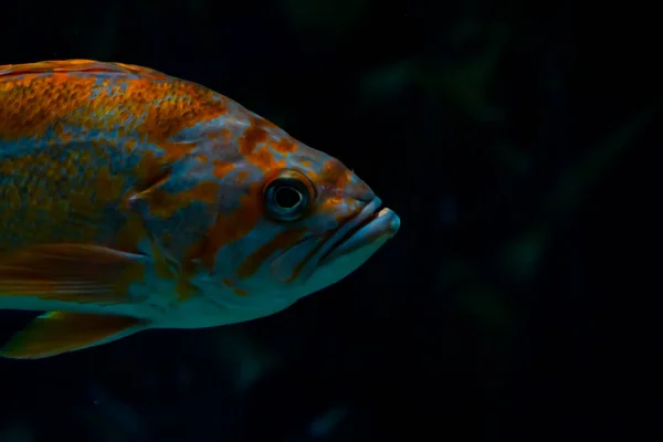 대서양에 물고기는 바다에서 헤엄치고 있는데 주위가 색으로 얼룩져 있습니다 고품질 — 스톡 사진