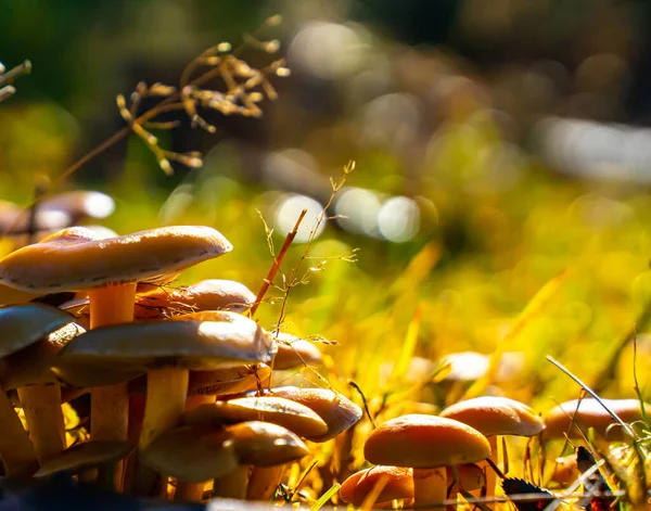 Group of small mushrooms in the morning light. . High quality photo