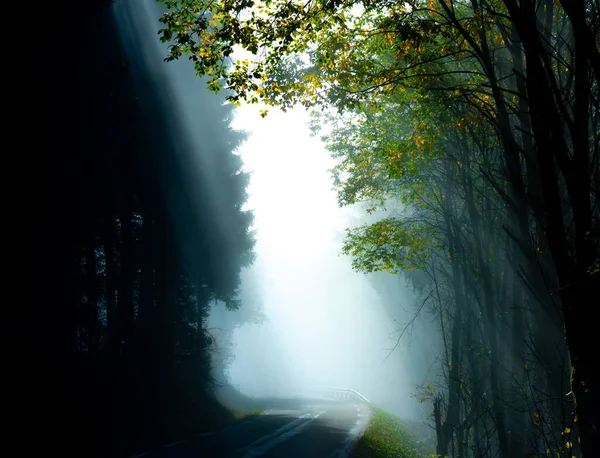 Rays Bright Sunlight Bursting Fog Foliage Small Forest Road High — Stock Photo, Image