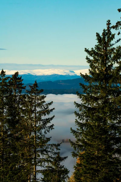 View over a fog covered valley between the pine trees with snow covered mountains in the distance. . High quality photo