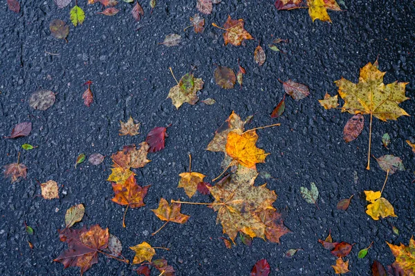 Folhas Outono Espalham Asfalto Molhado Preto Foto Alta Qualidade — Fotografia de Stock