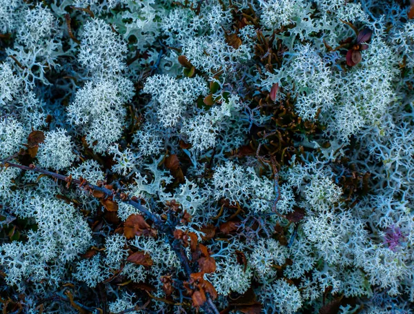 Arctische Rendieren Korstmossen Groeien Hooglanden Sluit Maar Hoge Kwaliteit Foto — Stockfoto