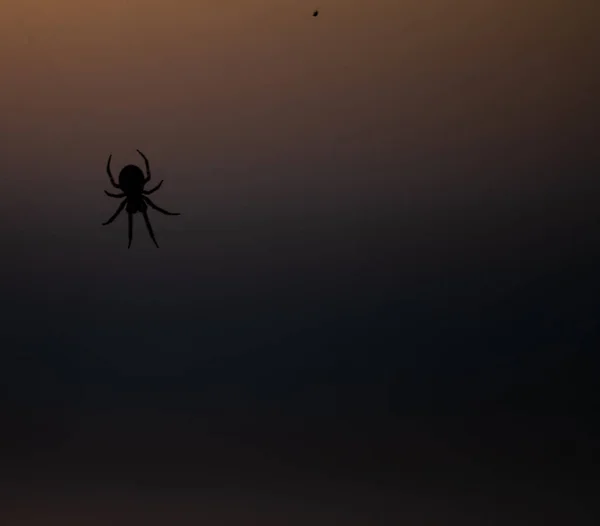 Close Silhouette Spider Sitting Its Web Last Orange Glow Day — Stock Photo, Image