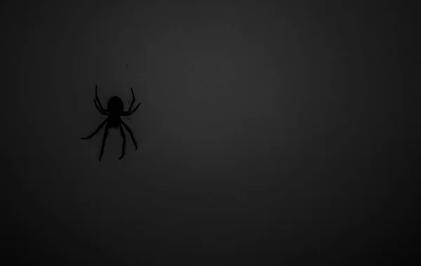 Nahaufnahme Der Silhouette Einer Spinne Die Einem Dunkelgrauen Tag Ihrem — Stockfoto